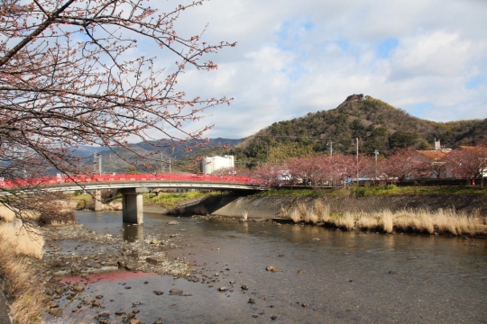 始まったばかりの河津桜祭り１６