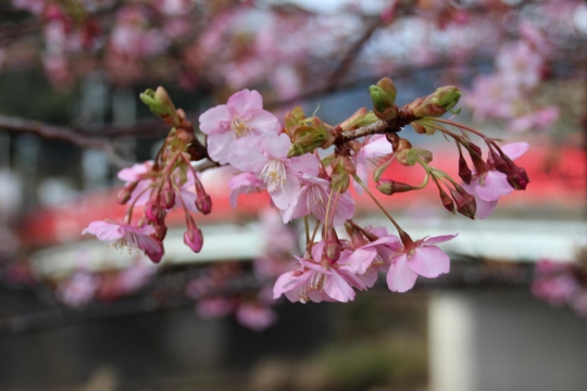 始まったばかりの河津桜祭り１７