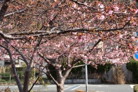 河津桜とメジロ０７
