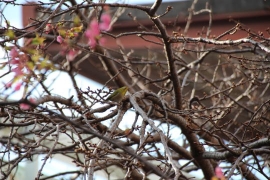 河津桜とメジロ０８