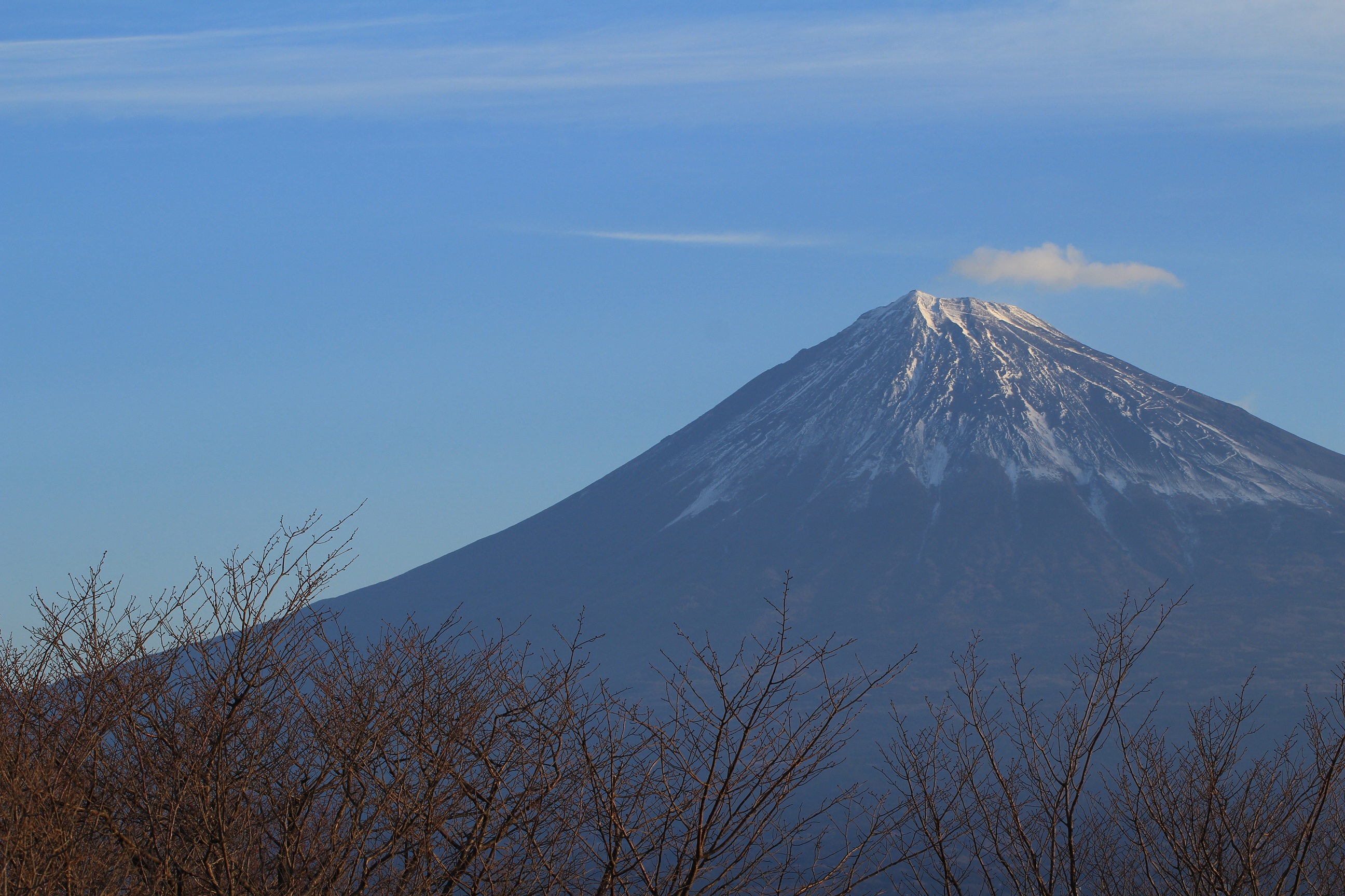 富士迎春