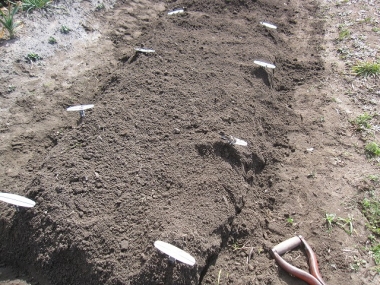掘り出した野菜を埋める