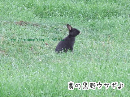 黒ウサギ