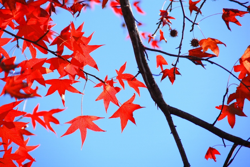 鈴懸の木の紅葉 (800x533)