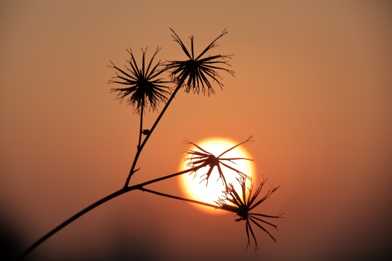 野草と夕陽 (800x533)