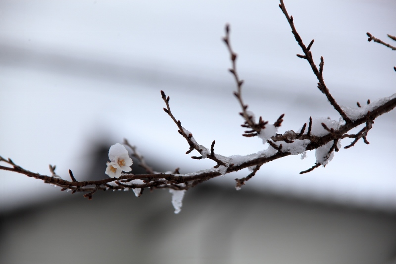 雪の中の四季桜 (800x533)