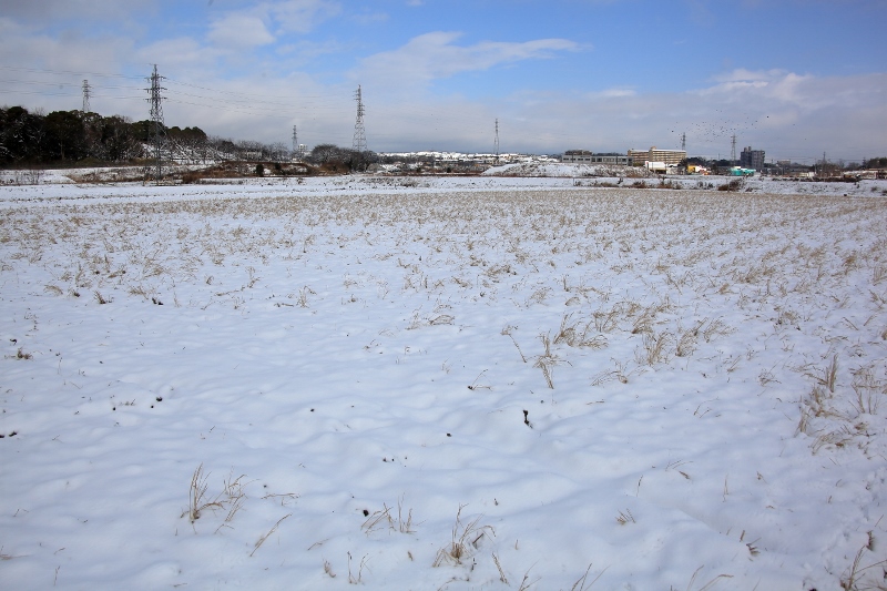 雪の田圃 (800x533)